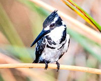Africa, Botswana, Mozambique, Zambia, Zimbabwe, beak, "bearded woodpecker", climbing, colors, details, feathers, forest, insects, jungle, legs, nature, safari, savanna, trees, wings, wood