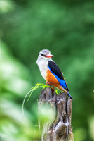 Africa, "African Hen", Kingfisher, beak, bird, claws, colors, colors, details, ducks, eagle, eating, feathers, flying, forest, garden, hawk, hunting, jungle, nest, park, posing, predator, prey, restin