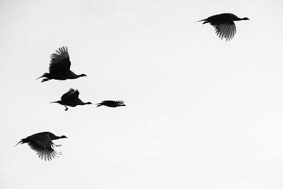 Bertazzoni, Kenya, Nikon, Samburu, artistic, "black & white", nature, safari, shades, silhouette, "vulturine guineafowl"