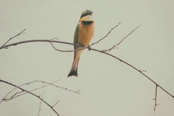 Africa, Botswana, Hedada, Ibis, Kenya, Malawi, Marabu, Namibia, "South Africa", Sunbathing, Tanzania, Zambia, Zimbabwe, beak, "bee eater", birds, "black bird", branches, colors, details, eye, feathers