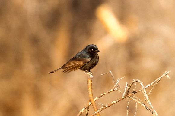 Southern Black Flycatcher