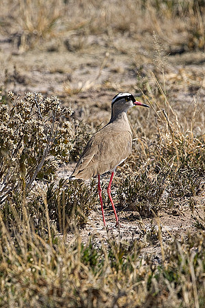 African bird, Botswana, Namibia, South Africa, Zambia, Zimbabwe, beak, colors, eye, feathers, resting, safari, savanna, wings