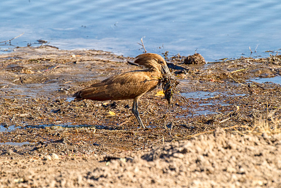 Africa, Botswana, Namibia, Sunbathing, beak, colors, details, eye, "hammer head", feathers, flying, nature, nature, parks, portrait, safari, structure, wings, Caprivi, hamerkop