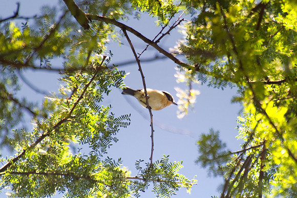 Africa, Botswana, Kenya, Malawi, Namibia, South Africa, Sunbathing, Tanzania, Zambia, Zimbabwe, beak, black bird, branches, colors, details, eye, feathers, flying, lakes, nature, nature, parks, pond,