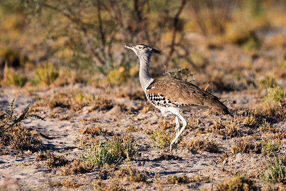 Kori Bustard