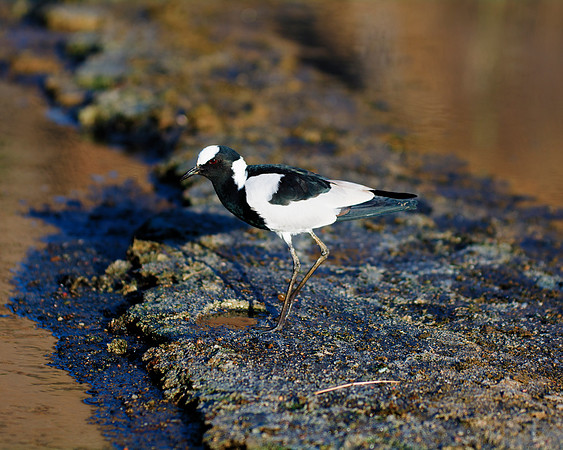 Africa, "Blacksmith Lapwing", Botswana, Caprivi, Kenya, Namibia, Sunbathing, beak, colors, details, eye, feathers, flying, legs, migration, nature, nesting, parks, portrait, safari, structure, wings