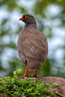 Africa, beak, bird, chicken, details, feathers, food, hen, "red billed spurfowl", bertazzoni, Namibia, Botswana