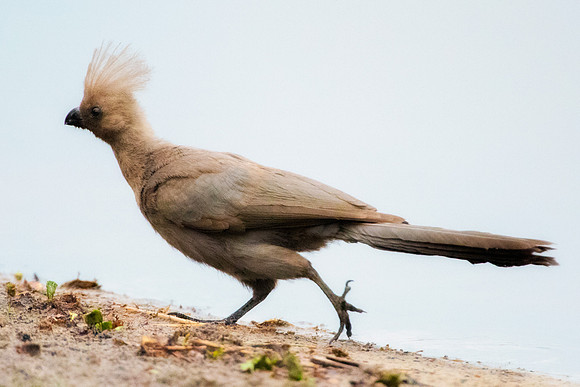 Go Away Bird