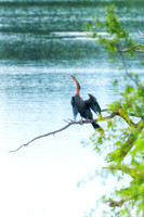 Africa, "African Hen", Cormorant, beak, bird, claws, colors, colors, details, ducks, eating, feathers, flying, forest, garden, hunting, jungle, nest, park, posing, predator, prey, resting, safari, sav