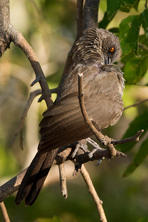 Africa, African, Botswana, Namibia," South Africa", Zambia, Zimbabwe, beak, bird, bird, colors, eye, feathers, fishing, flying, forest, nature, outdoor, park, resting, safari, savanna, wings, zoo, "Ar