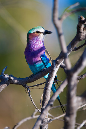 Africa, African, Botswana, Namibia, South, Zambia, Zimbabwe, beak, bird, bird, colors, eye, feathers, fishing, flying, forest, nature, outdoor, park, resting, safari, savanna, wings, zoo, "lilac breas