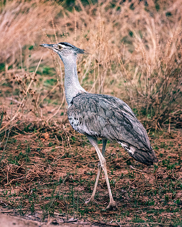Kori Bustard