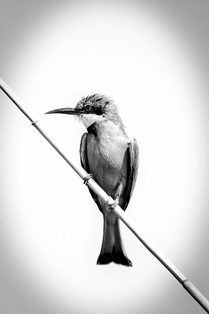 Africa, Botswana, Hedada, Ibis, Kenya, Malawi, Marabu, Namibia, "South Africa", Sunbathing, Tanzania, Zambia, Zimbabwe, beak, "bee eater", birds, "black bird", branches, colors, details, eye, feathers
