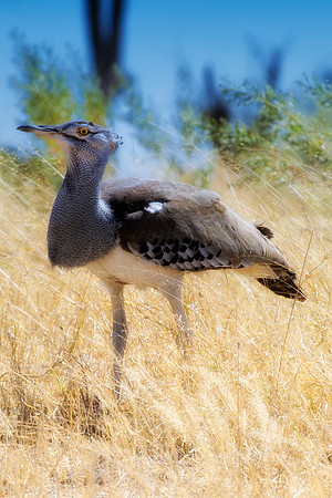 Africa, African, Botswana, Namibia, South, Zambia, Zimbabwe, beak, bird, colors, eye, feathers, resting, safari, savanna, wings, bertazzoni, "kori bustard"