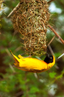 Africa, "African Hen", beak, bird, claws, colors, colors, details, ducks, eating, feathers, flying, forest, garden, hunting, jungle, nest, park, posing, predator, prey, resting, safari, savanna, sceni