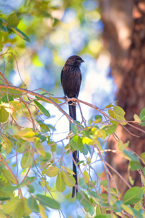 Africa, Botswana, Namibia, Sunbathing, beak, colors, details, eye, feathers, flying, nature, nature, parks, portrait, safari, structure, wings, "black bird", Tanzania, Zambia, Zimbabwe, Malawi, " Sout