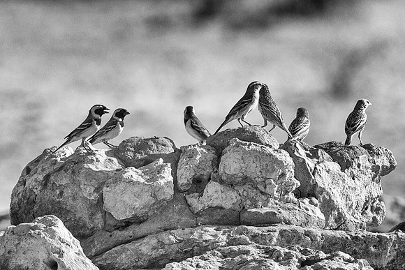White Browed Sparrow Weaver