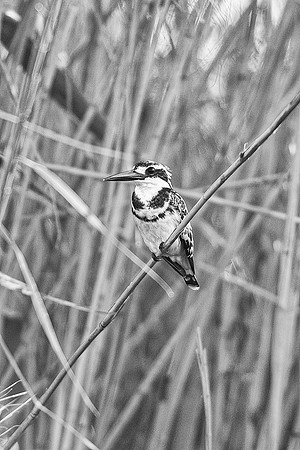 Africa, Botswana, Namibia, Zambia, Zimbabwe, beak, feathers, fish, fishing, flying, lake, pied kingfisher, pond, river, safari, swamp, wings, "PIED KINGFISHER", "BLACK & WHITE", ARTISTIC,