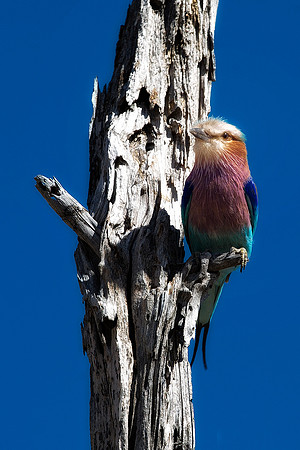 Africa, African, Botswana, Namibia, South, Zambia, Zimbabwe, beak, bird, bird, colors, eye, feathers, fishing, flying, forest, nature, outdoor, park, resting, safari, savanna, wings, zoo, "lilac breas