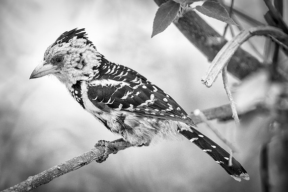 Africa, Botswana, Kenya, Malawi, Namibia, "South Africa", Sunbathing, Tanzania, Zambia, Zimbabwe, beak, birds, "black bird", branches, colors, details, eye, feathers, flying, lakes, nature, nature, pa