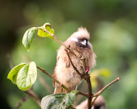 Africa, Botswana, Caprivi, Kenya, Namibia, Sunbathing, beak, colors, details, eye, feathers, flying, "speckled mousebird", legs, migration, nature, nesting, parks, portrait, safari, structure, wings