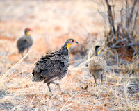 Africa, Beak, Botswana, Caprivi, Chobe, Kenya, Kenya, Mozambique, Namibia, Savuti, "South Africa", Tanzania, Tanzania, "Yellow Necked Spurfowl", babies, colors, feathers, fish, fishing, lake, "long le