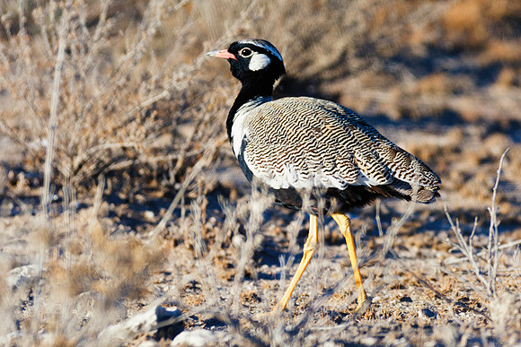 Africa, Beak, Botswana, Caprivi, Chobe, Kenya, Kenya, "Kori Bustard", Mozambique, Namibia, Savuti, "South Africa", Tanzania, Tanzania, babies, bustard, colors, feathers, fish, fishing, lake, "long leg