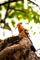 Africa, Botswana, Kenya, Malawi, Namibia, "South Africa", Sunbathing, Tanzania, Zambia, Zimbabwe, beak, birds, "black bird", branches, colors, details, eye, feathers, flying, lakes, nature, nature, pa