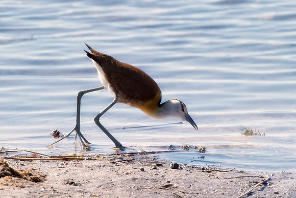 Africa, African, Botswana, Namibia, South, Zambia, Zimbabwe, beak, bird, colors, eye, feathers, freedom, lake, legs, "marsh bird", pond, resting, safari, savanna, sky, swamp, wings, waterfowl, "Africa