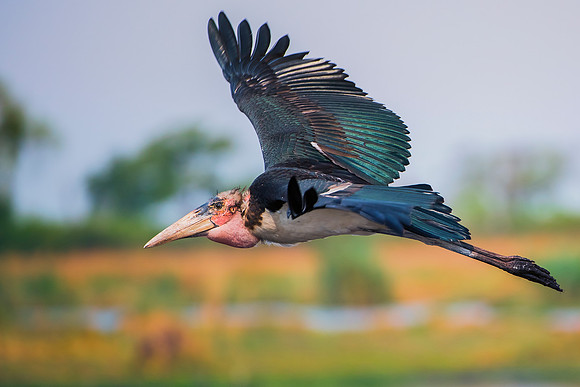 Africa, Botswana, Kenya, Malawi, Namibia, "South Africa", Sunbathing, Tanzania, Zambia, Zimbabwe, beak, birds, "black bird", branches, colors, details, eye, feathers, flying, lakes, nature, nature, pa