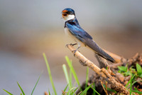 Africa, Botswana, Kenya, Malawi, Namibia, "South Africa", Sunbathing, Tanzania, Zambia, Zimbabwe, beak, birds, "black bird", branches, colors, details, eye, feathers, flying, lakes, nature, nature, pa