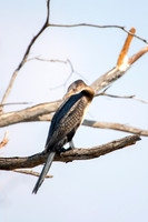 Africa, Botswana, Hedada, Ibis, Kenya, Malawi, Marabu, Namibia, "South Africa", Sunbathing, Tanzania, Zambia, Zimbabwe, beak, "bee eater", birds, "black bird", branches, colors, details, eye, feathers