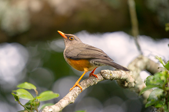 Africa, Botswana, Caprivi, Kenya, Namibia, Sunbathing, beak, colors, details, eye, feathers, flying, "Olive Thrush", legs, migration, nature, nesting, parks, portrait, safari, structure, wings