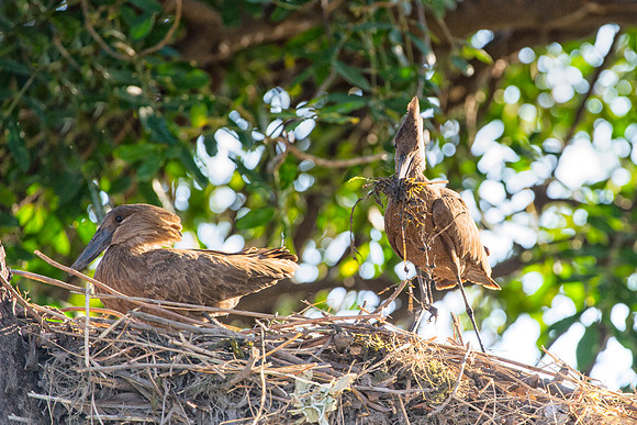 Africa, Botswana, Caprivi, Namibia, Sunbathing, beak, colors, details, eye, feathers, flying, hamerkop, hammer head, nature, nature, parks, portrait, safari, structure, wings