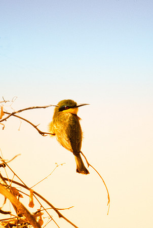 Africa, Botswana, Namibia, Sunbathing, beak, colors, details, eye, feathers, flying, nature, nature, parks, portrait, safari, structure, wings, "little bee eater"