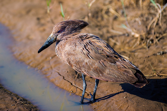 Africa, Botswana, Caprivi, Namibia, Sunbathing, beak, colors, details, eye, feathers, flying, hamerkop, "hammer head", nature, nature, parks, portrait, safari, structure, wings