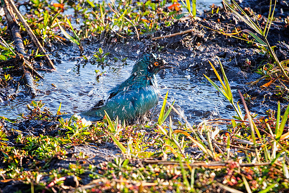 Africa, African, Botswana, Namibia, South, Zambia, Zimbabwe, beak, bird, bird, colors, eye, feathers, fishing, flying, forest, "greater blue eared sterling", nature, outdoor, park, resting, safari, sa