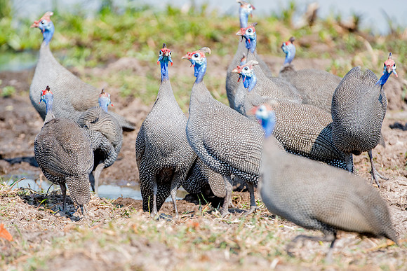 Africa, Botswana, Kenya, Malawi, Namibia, "South Africa", Sunbathing, Tanzania, Zambia, Zimbabwe, beak, birds, "black bird", branches, colors, details, eye, feathers, flying, lakes, nature, nature, pa