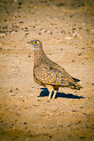 Africa, Botswana, Namibia, "South Africa", Zambia, Zimbabwe, beak, bird, eyes, feathers, fishing, lake, legs, migration, nature, pong, river, safari, savanna, swamp, "water thivk knee", wings