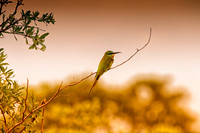 Africa, "African Hen", beak, bird, claws, colors, colors, details, ducks, eating, feathers, flying, forest, garden, hunting, jungle, nest, park, posing, predator, prey, resting, safari, savanna, "litt