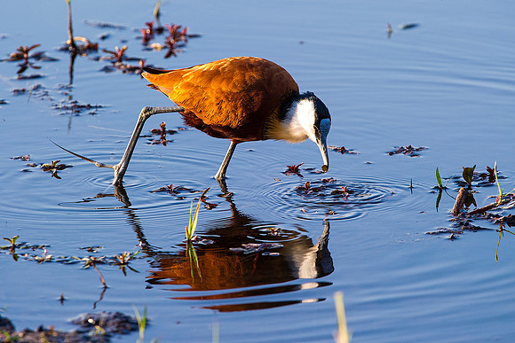 Africa, African, "African Jacana", Botswana, Namibia, South, Zambia, Zimbabwe, beak, bird, bird, colors, eye, feathers, fishing, flying, forest, insect, lake, larva, marsh Bird, mud, nature, outdoor,
