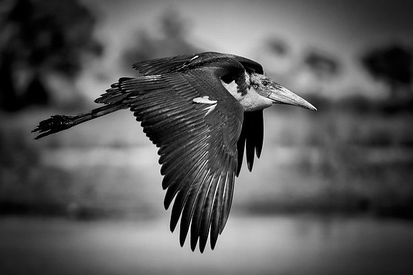 Africa, Botswana, Kenya, Malawi, Namibia, "South Africa", Sunbathing, Tanzania, Zambia, Zimbabwe, beak, birds, "black bird", branches, colors, details, eye, feathers, flying, lakes, nature, nature, pa