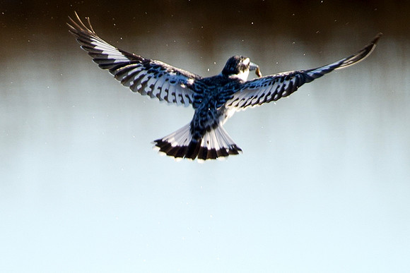 Africa, Botswana, Namibia, Zambia, Zimbabwe, beak, feathers, fish, fishing, flying, lake, pied kingfisher, pond, river, safari, swamp, wings
