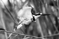 Africa, Botswana, Namibia, Zambia, Zimbabwe, beak, feathers, fish, fishing, flying, lake, pied kingfisher, pond, river, safari, swamp, wings, "PIED KINGFISHER", "BLACK & WHITE", ARTISTIC,