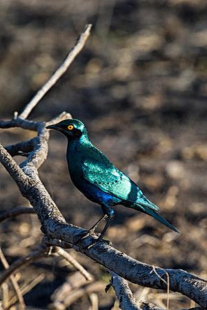 Africa, African, Botswana, Namibia, South, Zambia, Zimbabwe, beak, bird, colors, eye, feathers, resting, safari, savanna, wings, "greater blue eared starling"
