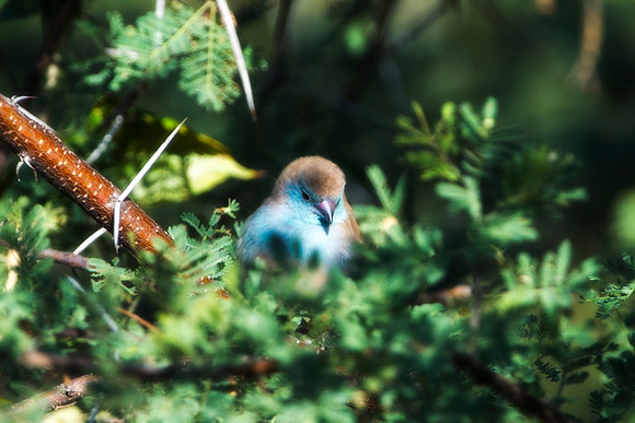 Africa, beaks, bird, birds, "blue Bird", branches, collars, colors, flying, migration, nature, trees, wings, "blue vaxbill", bertazzoni