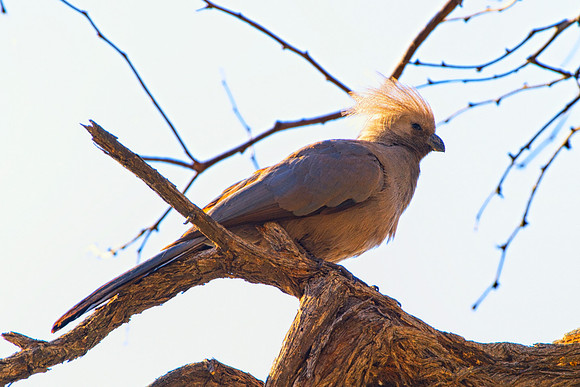 Africa, African, Botswana, Namibia, South, Zambia, Zimbabwe, beak, bird, colors, eye, feathers, resting, safari, savanna, wings