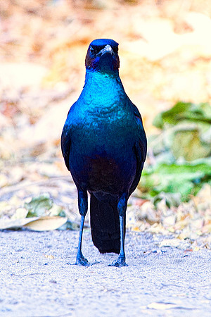 Africa, African, Botswana, Namibia, South, Zambia, Zimbabwe, beak, bird, colors, eye, feathers, fishing bird, resting, safari, savanna, wings, zoo, forest, nature, park, outdoor, flying, "Burchell's S