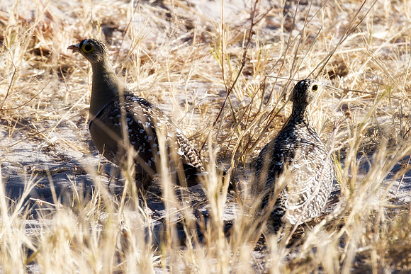 Africa, Botswana, Namibia, Sunbathing, beak, colors, details, eye, feathers, flying, nature, nature, parks, portrait, safari, structure, wings