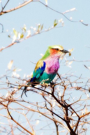 Africa, African, Botswana, Namibia, South, Zambia, Zimbabwe, beak, bird, bird, colors, eye, feathers, fishing, flying, forest, nature, outdoor, park, resting, safari, savanna, wings, zoo, "lilac breas